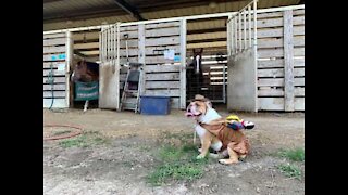 Ce bulldog anglais veut être un cheval