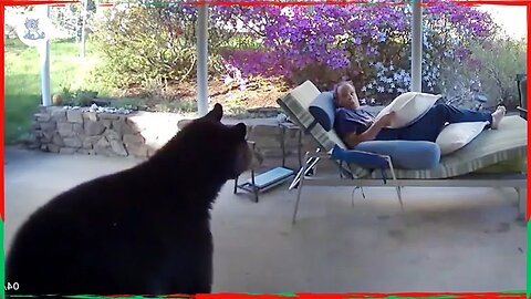 A bear got into a man's backyard. Take a look at the moment they surprised each other - Pets Island