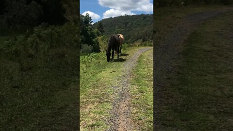 Horses stalking us!