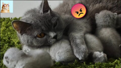 Funny cats video - Mom cat Talking to kittens cat video in 2022