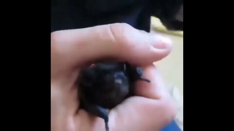 Bat beat boxing #shorts