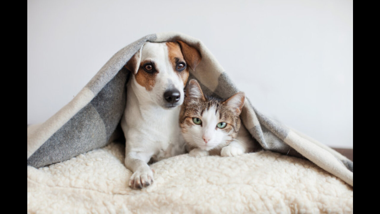 How to train your dog to leave your cat alone | How to teach your dog and cat to get along