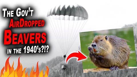 The Gov't AirDropped Beavers in the 1940's?!?