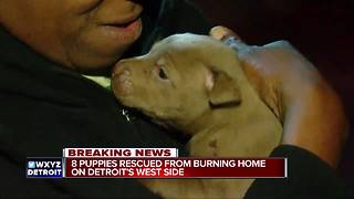 Eight puppies rescued from burning home on Detroit's west side