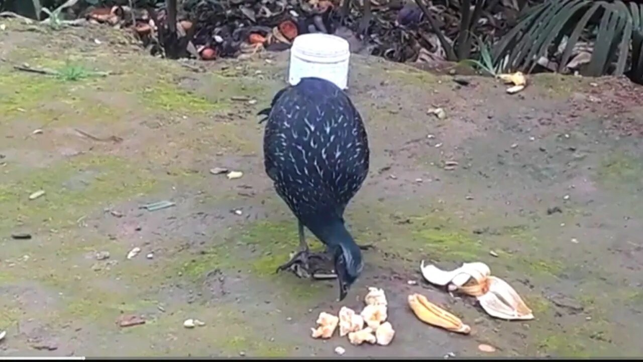 Jacu em busca de comida Jacuaçu , jacuguaçu, guans