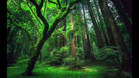 ASMR: FOREST SOUNDS TO RELAX, SLEEP, STUDY...