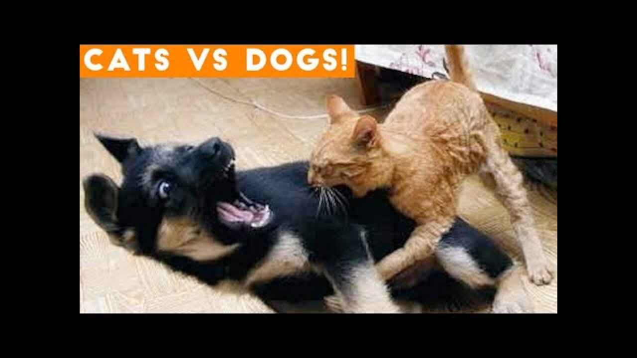 #funnydogs #funnyChallenge - Best Funny Animal Compilation 2022 Funny Dogs, Funny Cats Videos Ever