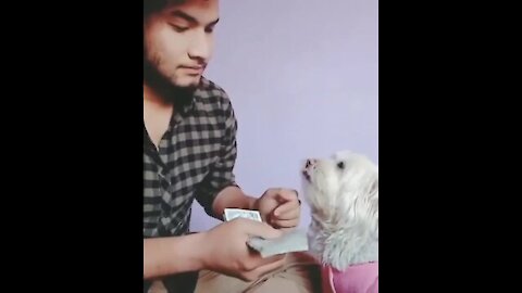 Funny Man And His cute Dog