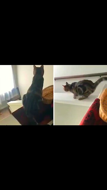cat coming down the stair rail