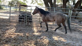 Lunging