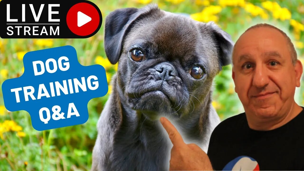 Why your dog does not listen to you and obey you? Q&A with Saro Dog Training