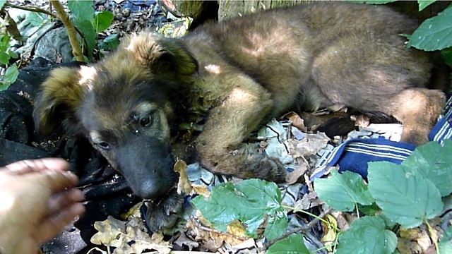 Puppy Abandoned In The Woods Gets The Rescue That Changes Her Life Forever