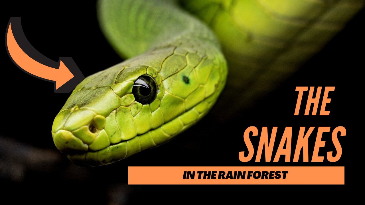 Deadly SNAKES in Rainforest