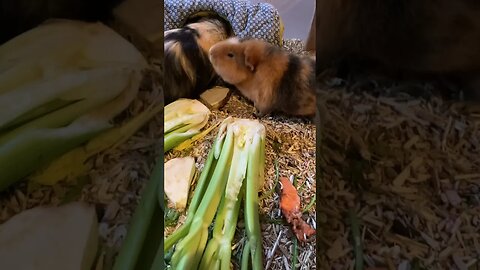 Guinea pig Tibby is annoyed
