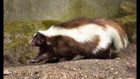 Baby Skunks Trying To Spray Funniest