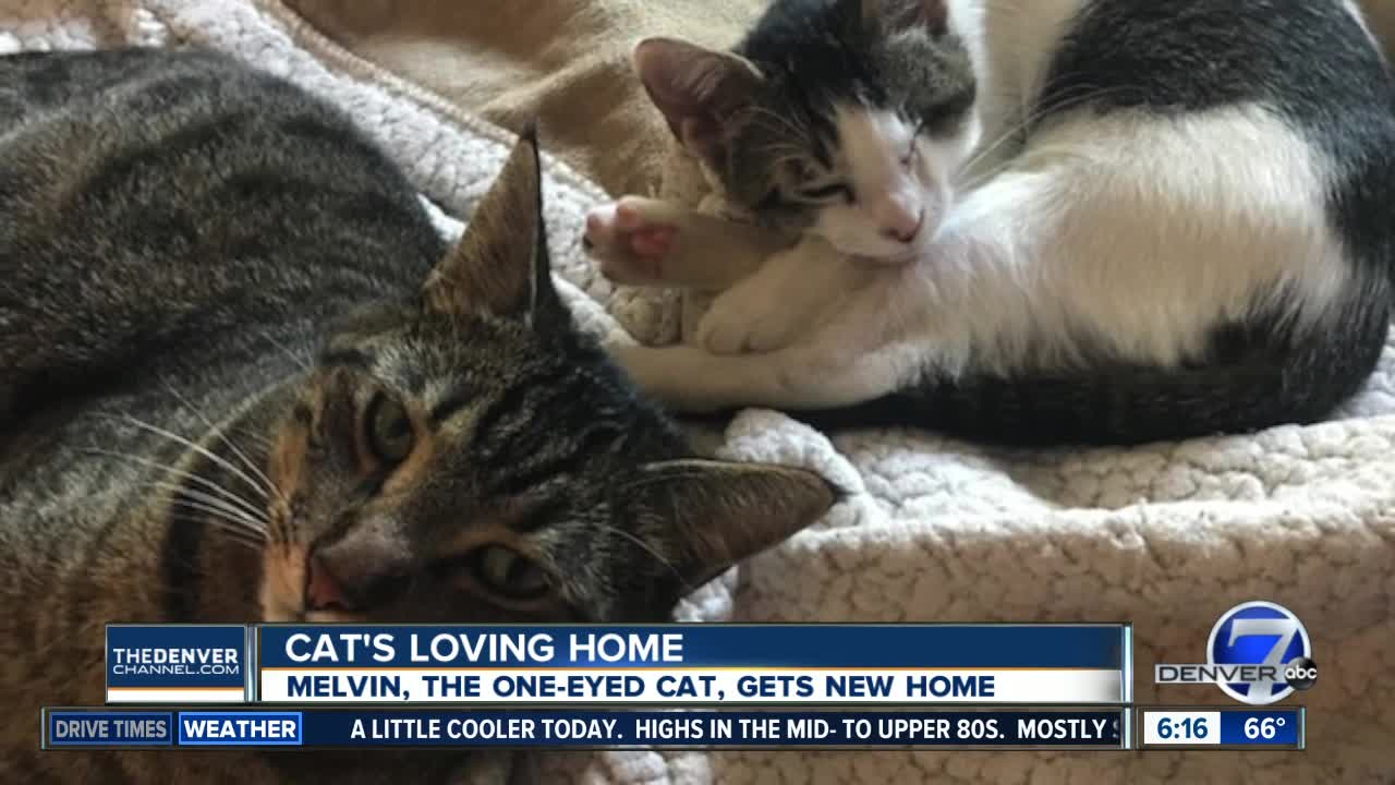 Melvin, the one-eyed cat, gets new home