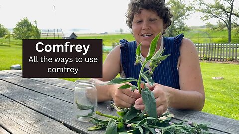 Comfrey!! How we use this controversial herb on the homestead!