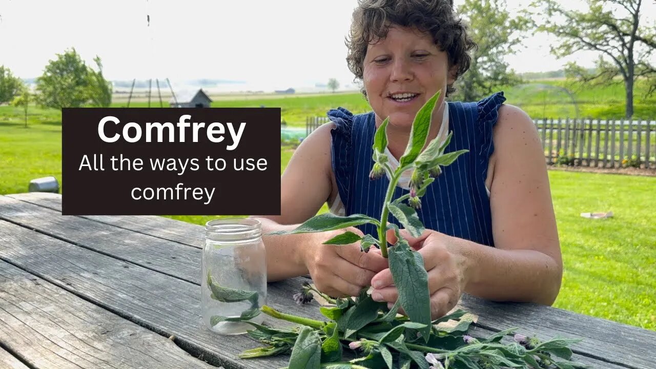 Comfrey!! How we use this controversial herb on the homestead!