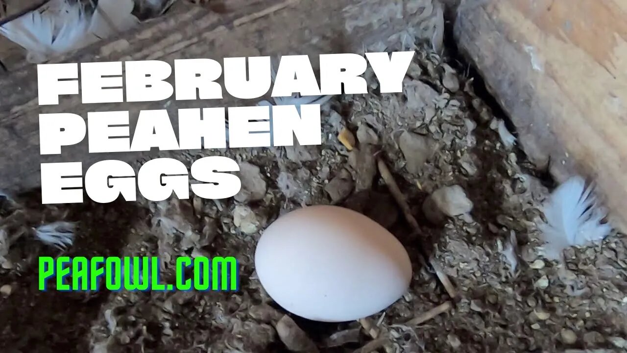 February Peahen Eggs, Peacock Minute, peafowl.com