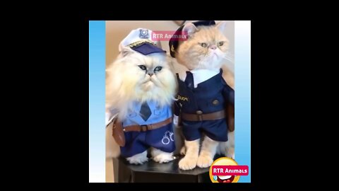 Funny pets in uniform