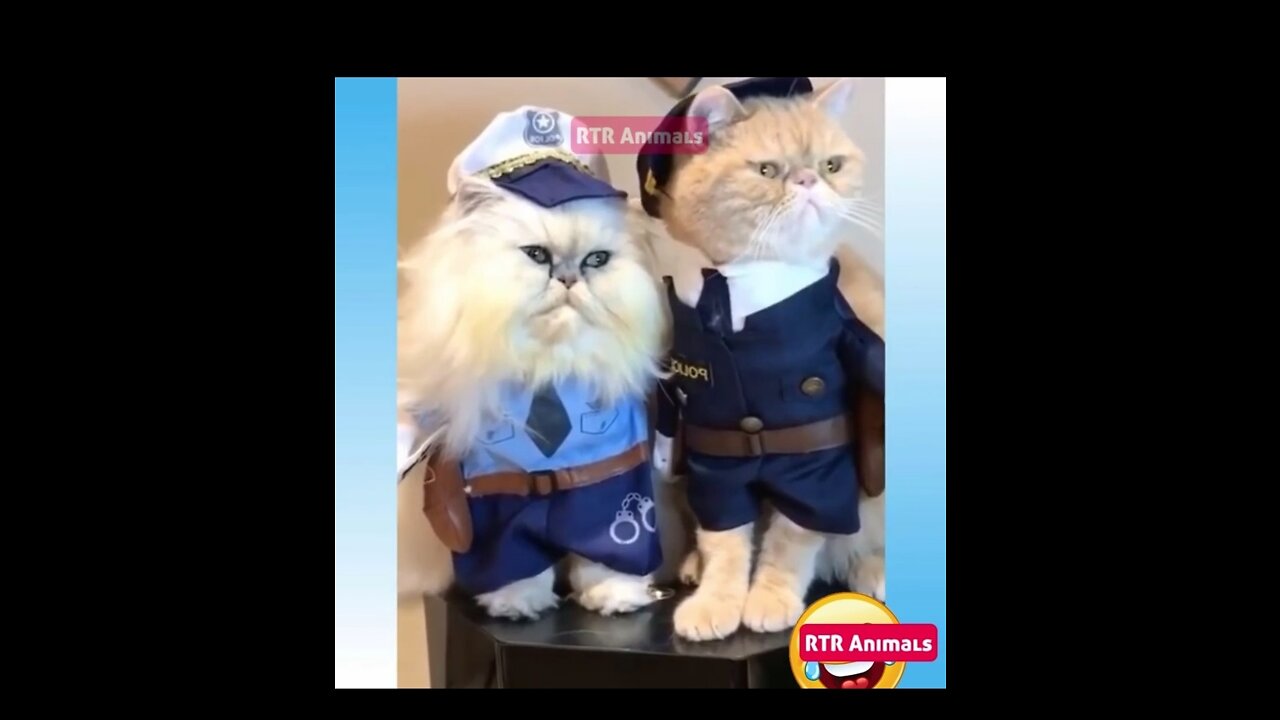 Funny pets in uniform