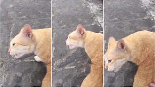 Il gatto che canta quando riceve carezze