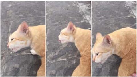 Il gatto che canta quando riceve carezze