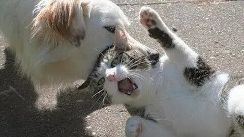 MOST Vicious DOG Attacks On CATS and KITTENS