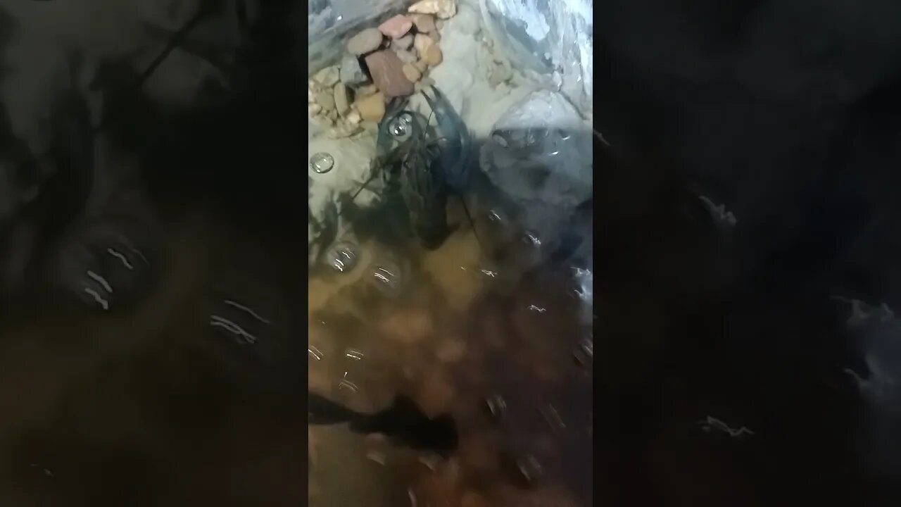 lobster #ikanhiasairtawar #fish #shortvideo #shortsfeed