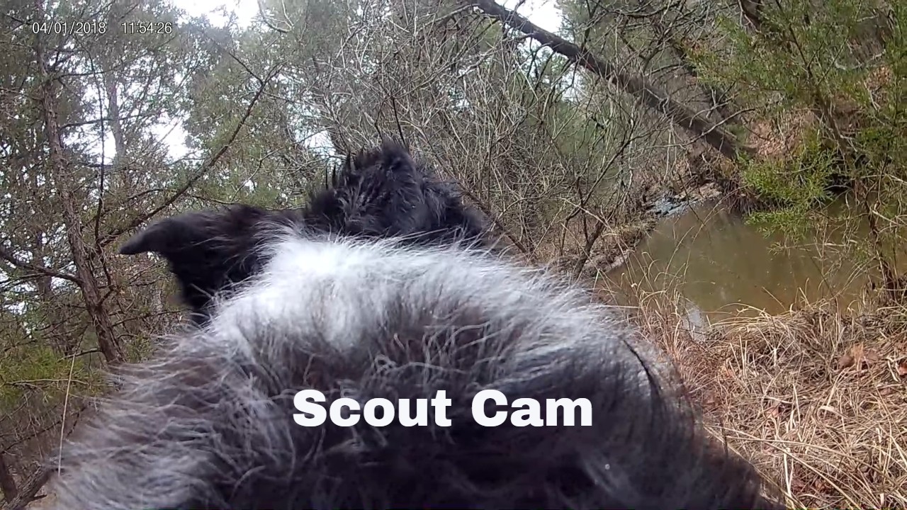 Border Collie Cam