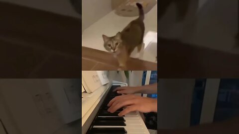 Classical Kitty joins the Orchestra!! 😻🙀🐱