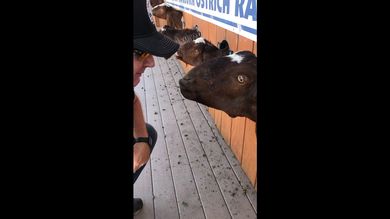 Goat kissing booth