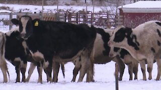 'We'd be done': With $5,000 of debt, local farm owner could lose power after utility moratorium ends