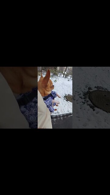 Did This Adorable Puppy Just Do the Most Hilarious Thing?