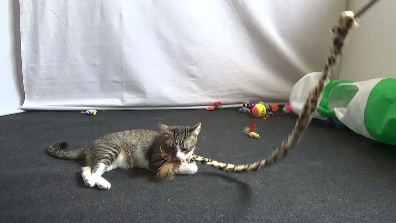 A Small Cat Plays With Snake Toy