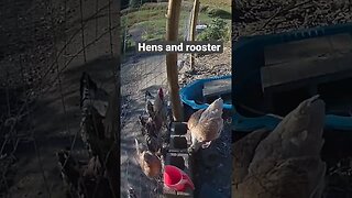 Farm surveillance. Hens and their rooster