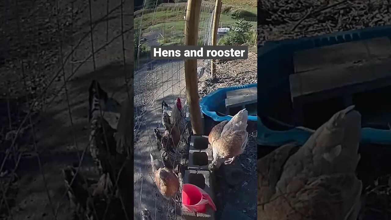 Farm surveillance. Hens and their rooster
