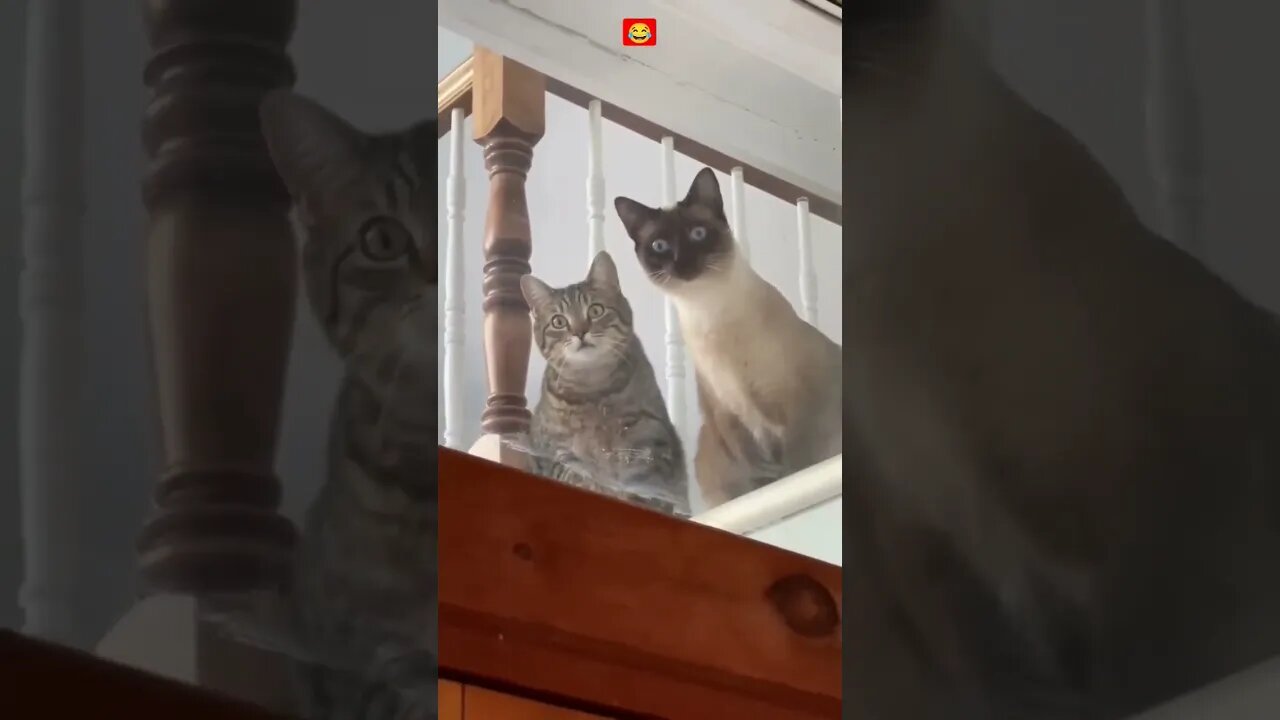 WATCH and TRY TO STOP LAUGHING.the best FUNNY Animals #shorts #funnyreels #shortsfeed