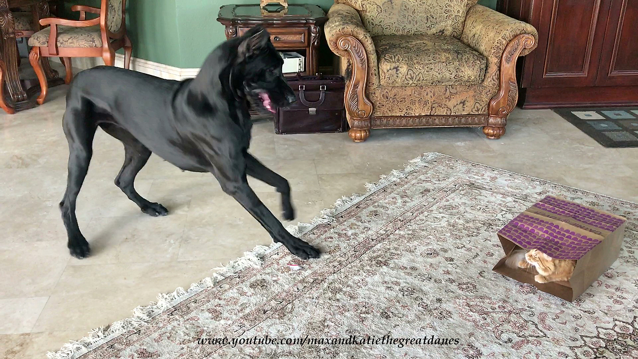 Playful Great Dane Pounces and Pesters Cat to Play