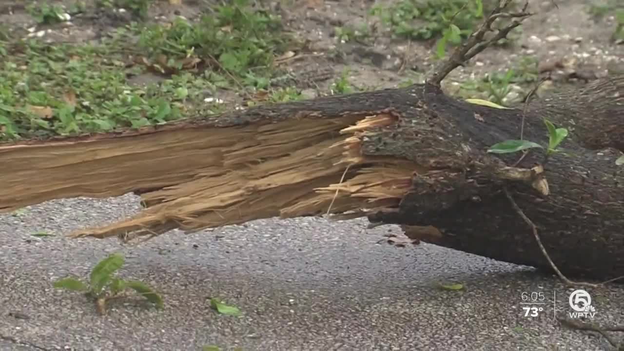 Wild weather knocks down trees in Palm Beach