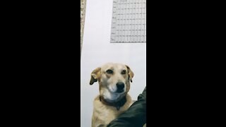 Dog and Guinea Pig meet for the first time