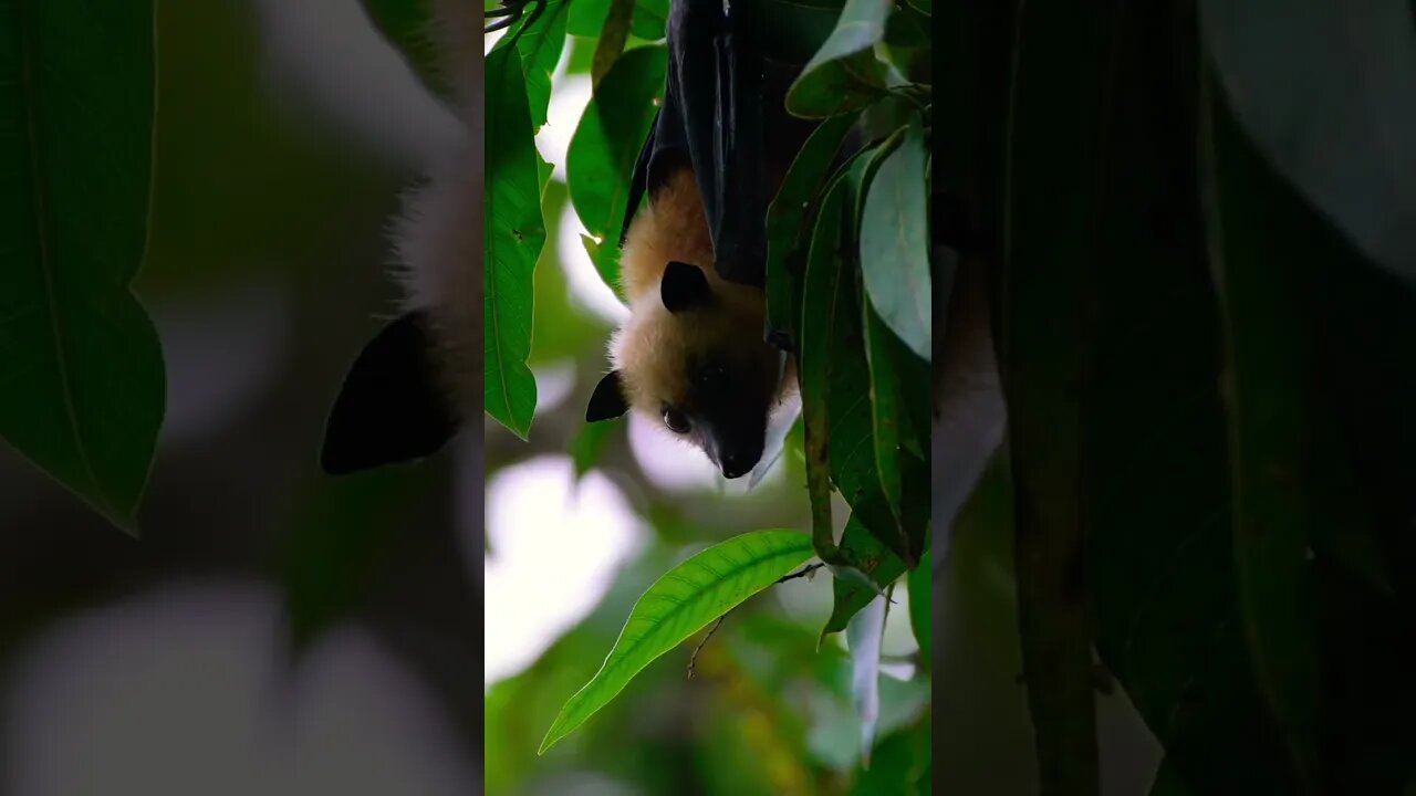 Fox Bat In A Tree In Seychelles #Shorts