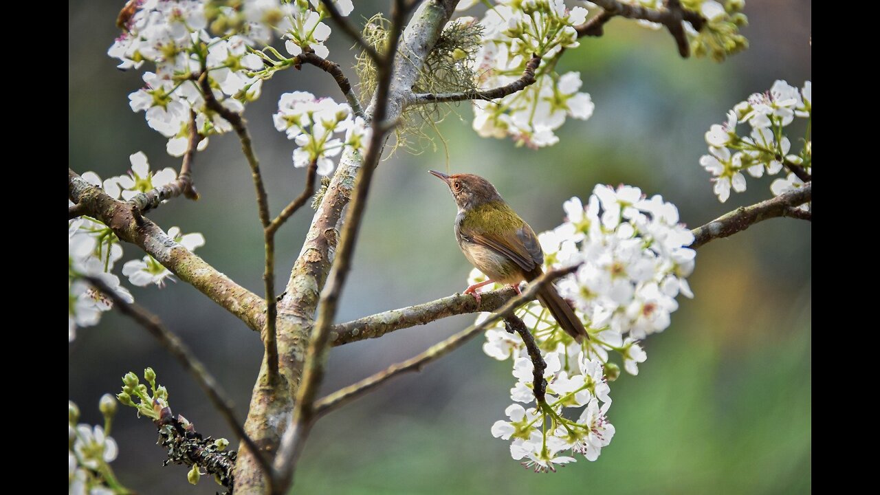 Birds Singing in the Forest | Relaxing water sound for Sleep and Study