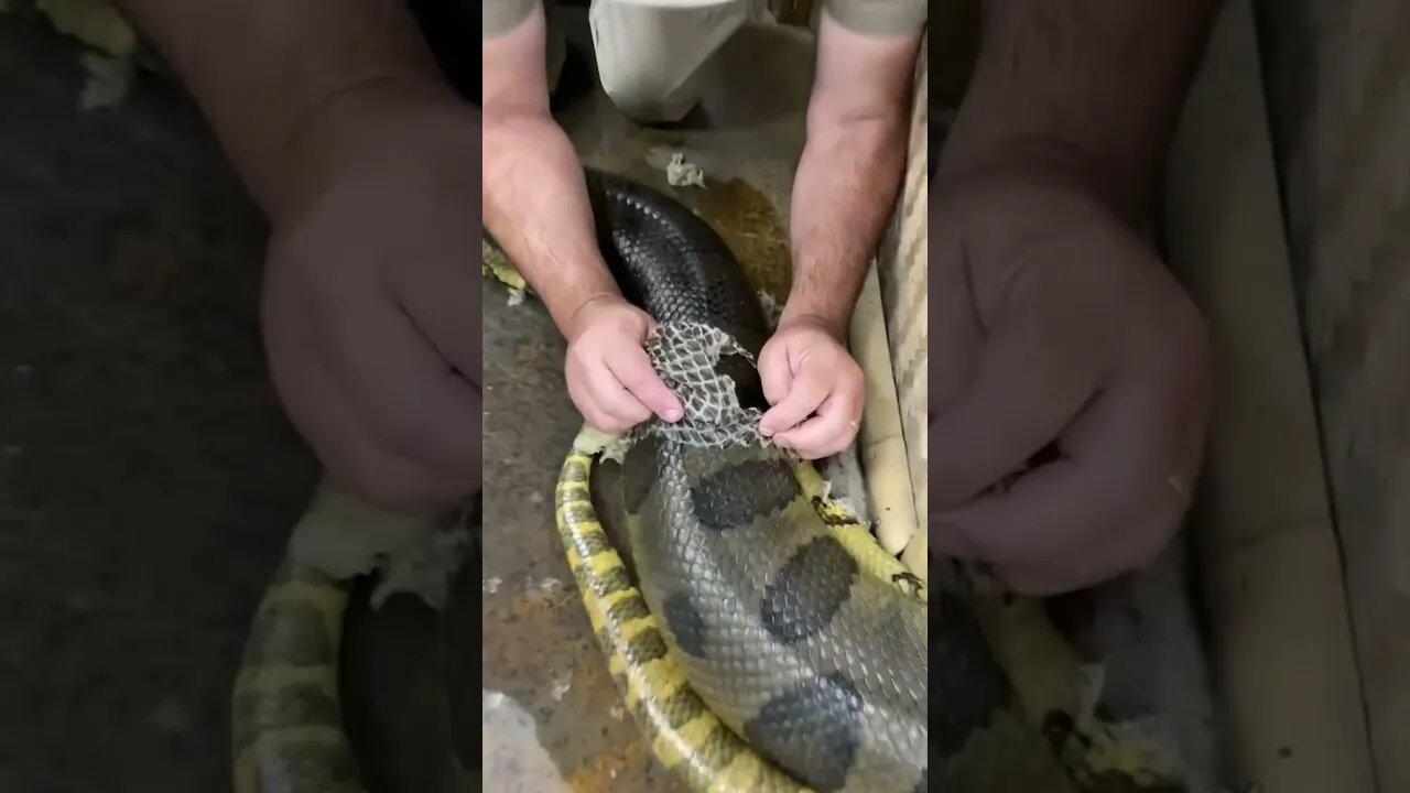 snake