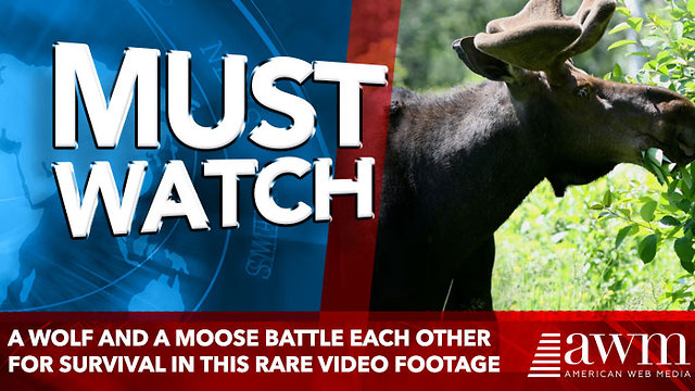 A Wolf And A Moose Battle Each Other For Survival In This Rare Video Footage