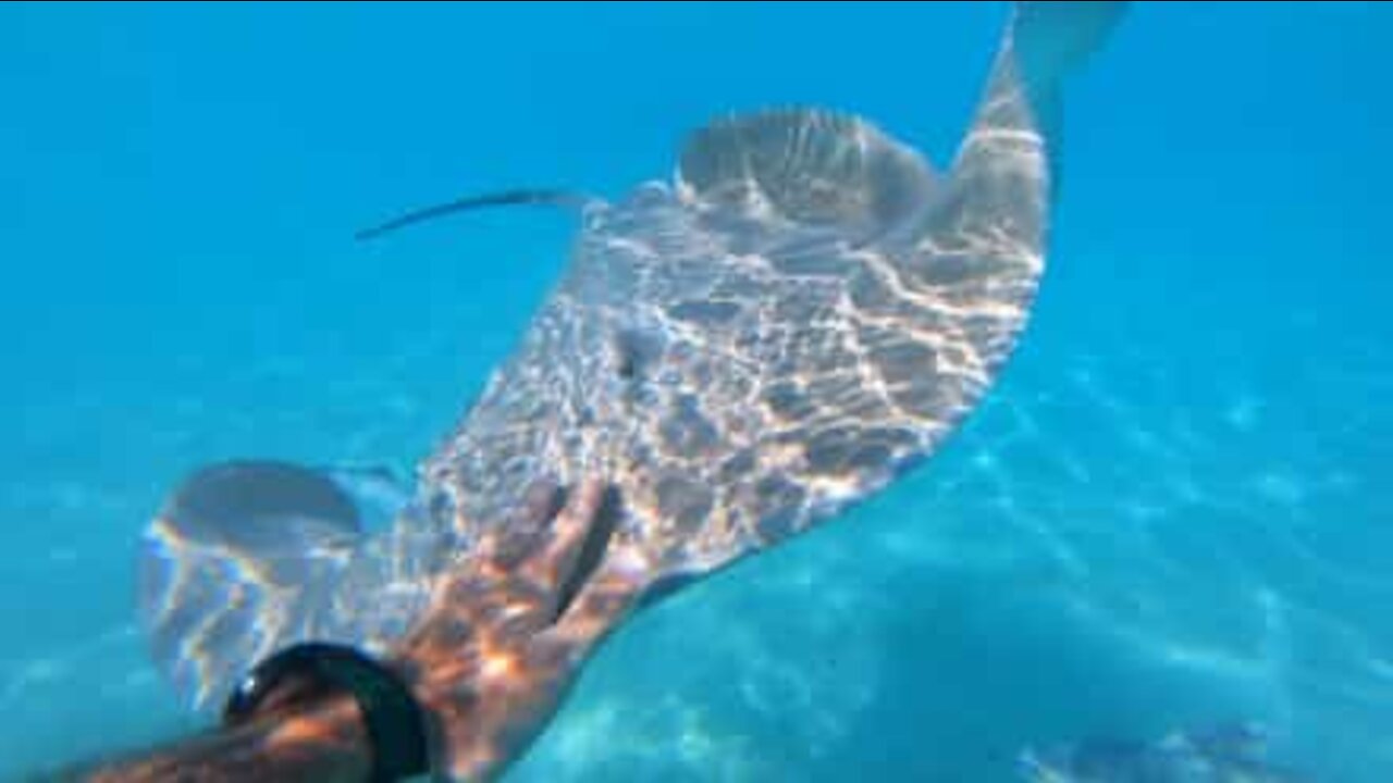 Diver swims with rays in Bora Bora