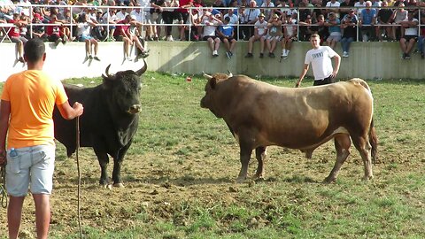 Jelenko od Muje Hrvačića vs Medonja od Blaževića Kutanja 2024