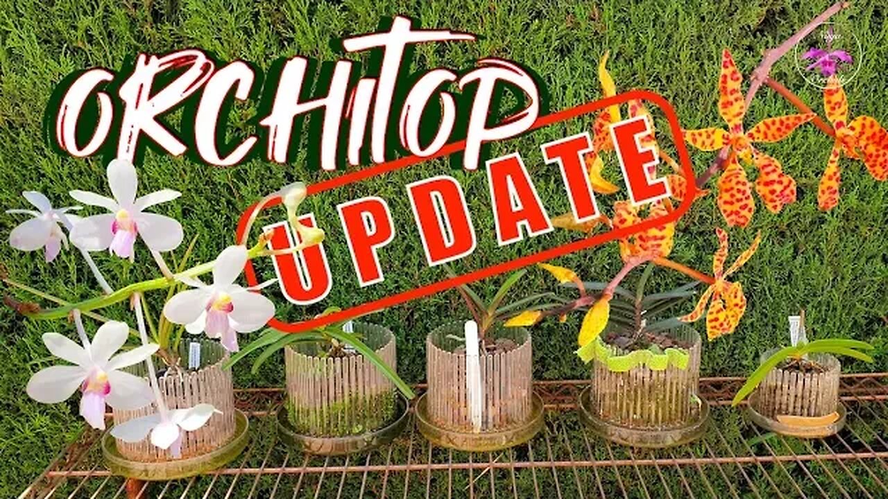 Orchids in ORCHITOP UPDATE | Problem Solving Issues with 2 Orchids 🤞🏼🙄 #ninjaorchids #orchitop