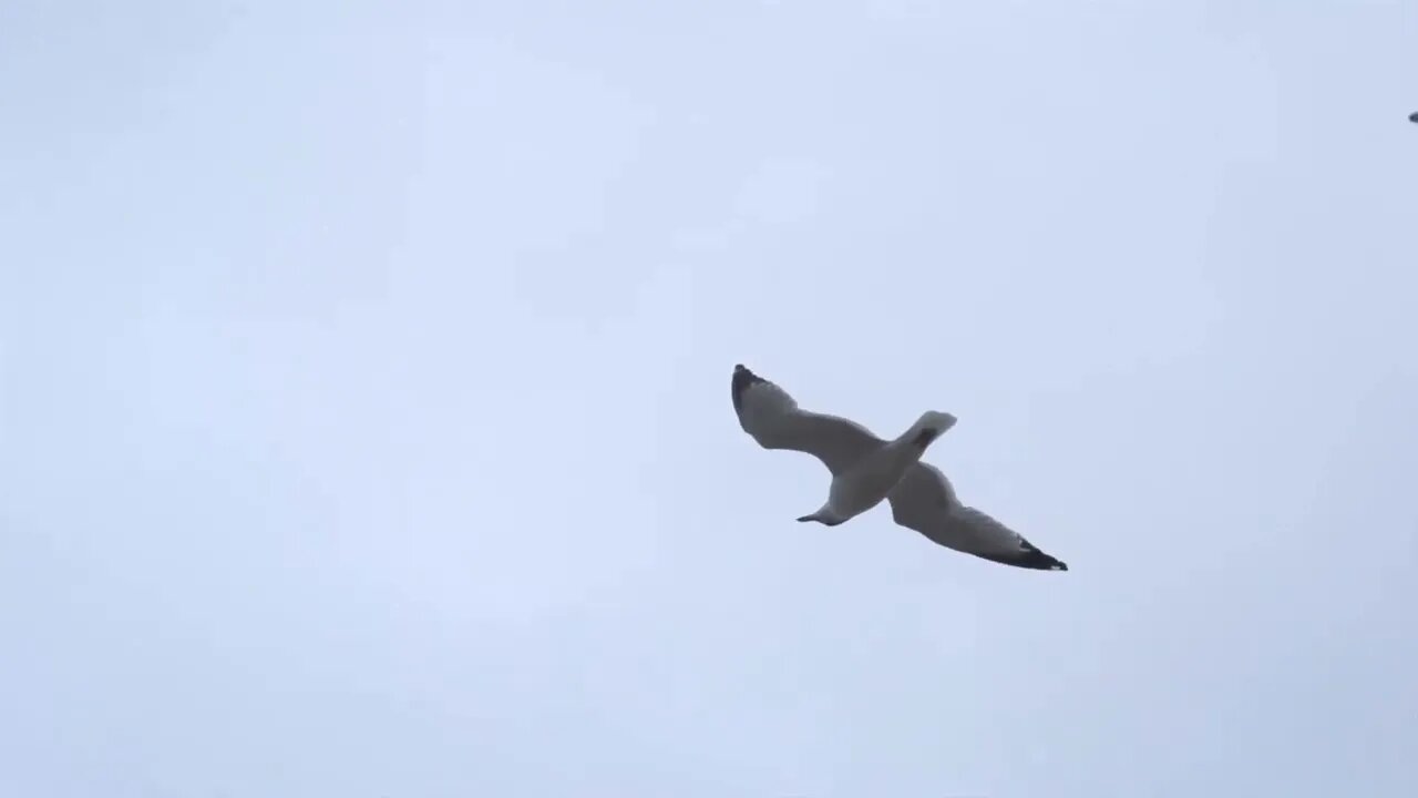 Beachfront B Roll Seagull Flying Medium Shot Free to Use HD Stock Video Footage