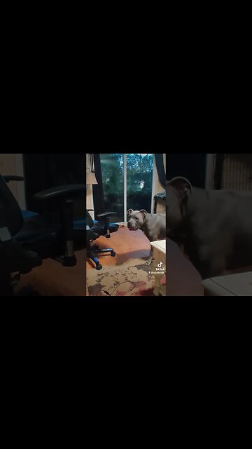 When Your Dog Is Spoiled